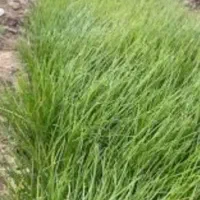 نشا پیاز مینروا سفید