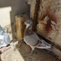 کفتر پرشی معاوضه با گندم