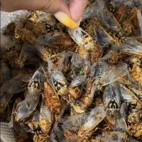 جیرجیرک، چنزو، چز