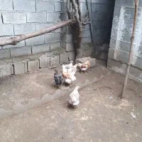 جوجه ویاندوت