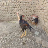 لاری قیمت خوب