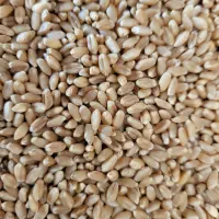 گندم بذری (کم آب و پر آب با تناژ بالا)