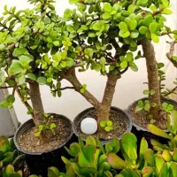 انواع کاکتوس و ساکولنت خاص و مشاوره تخصصی گیاهان