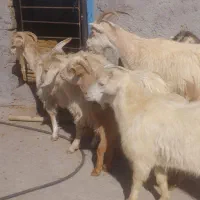 همه رقم گوسفند چاق گوشتی|حیوانات مزرعه|قزوین, |دیوار