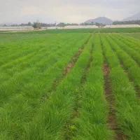 3 کیلو نهال مینروا دستگیری