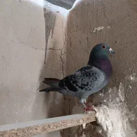 آلمانی نر درجه یک