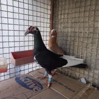 اسکندرون اصیل وارداتی جفت،کاریر نروماده اصیل|پرنده|مشهد, چاهشک|دیوار