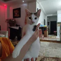 واگذاری گربه|گربه|بوکان, |دیوار