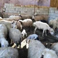 میش بره|حیوانات مزرعه|مسجد سلیمان, |دیوار