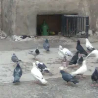 کبوتر نر وماده