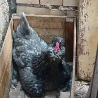 تخم گلین ریشو|حیوانات مزرعه|اهواز, اسلام آباد غربی|دیوار