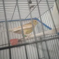 قناری|پرنده|بم, |دیوار