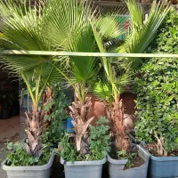 گل وگیاه پالم واشنگتن|گل و گیاه طبیعی|مشهد, حجت|دیوار