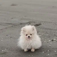 سگ پامرانین خرسی