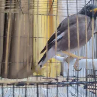 مرغ مینا|پرنده|باشت, |دیوار