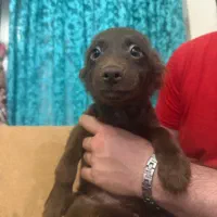 سگ توله ۵ماه