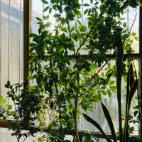 گل های آپارتمانی|گل و گیاه طبیعی|اسفراین, |دیوار