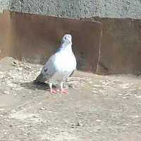 کبوتر صید برای نو بازی