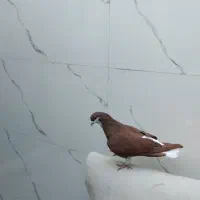 شهری|پرنده|خرمشهر, |دیوار