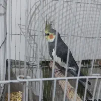 عروس هلندی نر