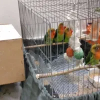 طوطی برزیلی|پرنده|اسلام‌شهر, زرافشان|دیوار