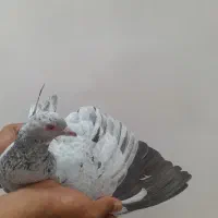 هفرنگ ماده جنس