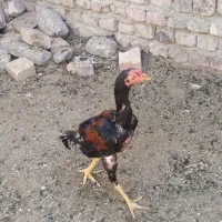 جوجه خوروس