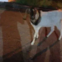 بز و نری|حیوانات مزرعه|گنبکی, |دیوار