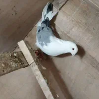 کفتر کبوتر غریب گیری|پرنده|مشکین‌دشت, |دیوار