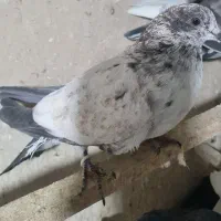 چندتا جوجه گرفتنی و ی جفت نرو ماده حسابی|پرنده|قم, آزادگان|دیوار