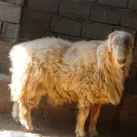 بره|حیوانات مزرعه|مرودشت, ده بید|دیوار