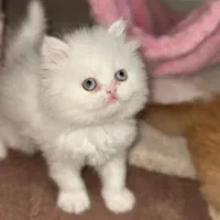 پرشین و اسکاتیش|گربه|شیراز, حافظیه|دیوار