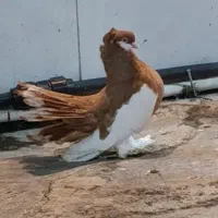 کبوتر یوولگا یولگا زینتی|پرنده|چمستان, |دیوار