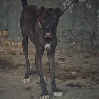 سگ افغان اصیل ماری|سگ|قم, آزادگان|دیوار