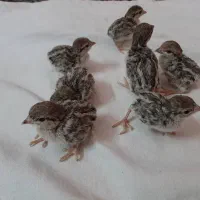 جوجه پرنده از خانواده بلدرچین