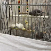 عروس هلندی|پرنده|کبودرآهنگ, |دیوار