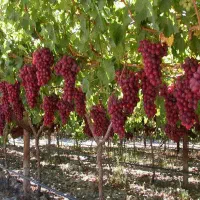 نهال انگور با احداث باغ انگور  رقم تجاری .