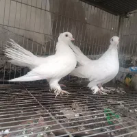 کبوتر زینتی تزیینی دم چتری آمریکایی یو|پرنده|محمودآباد, |دیوار