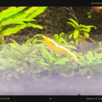 شریمپ درشت سایز شارژ گردد|ماهی|مشهد, فاطمیه|دیوار