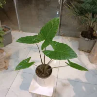 حراج گل بابا آدم تنه قرمز ارسال رایگان + هدیه|گل و گیاه طبیعی|مشهد, رستگار|دیوار