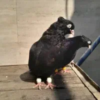 کبوتر ابادانی|پرنده|کرخه, |دیوار