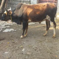 ورزا محلی|حیوانات مزرعه|رشت, پیرکلاچای|دیوار