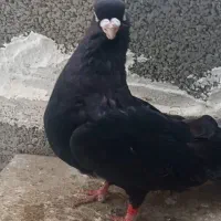 کبوتر صرب نر