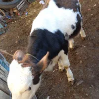 گوساله نر سیمینتال