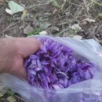 فروش گل زعفران از کشاورز|گل و گیاه طبیعی|سلیمان, |دیوار