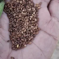 کنجد محلی بوجاری شده