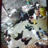 کبوتر گره و ساعتی|پرنده|میناب, |دیوار