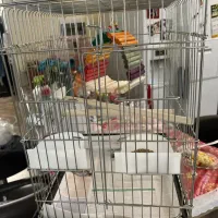 عروس هلندی و قفس پرنده