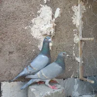 جفت ترک رو تخم