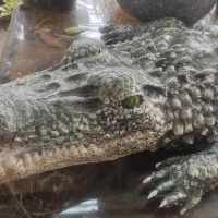 مجسمه تمساح دست ساز